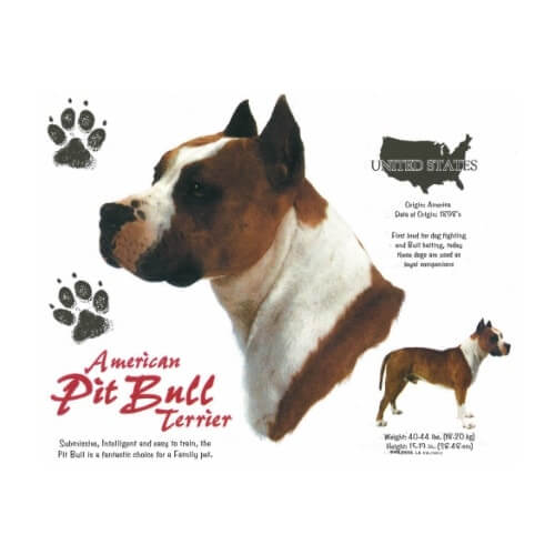 Amerikaanse Pitbull Terrier t-shirt