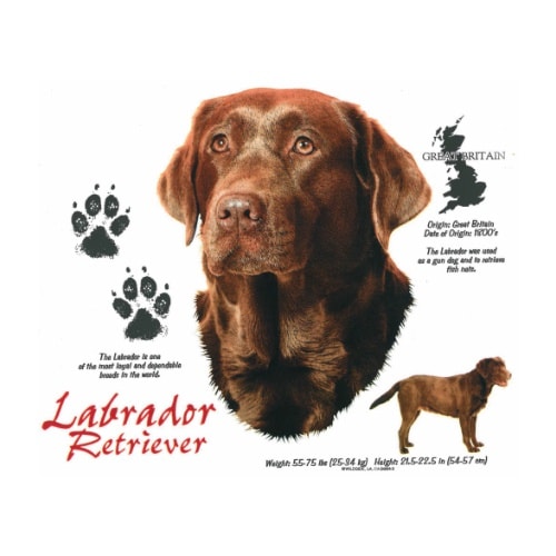 Bruine Labrador Retriever t-shirt.