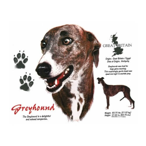 Greyhound t-shirt.