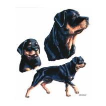 3 mooie Rottweilers bedrukt op een  t-shirt van 100% katoen en leverbaar vanaf maat S t/m XXL.