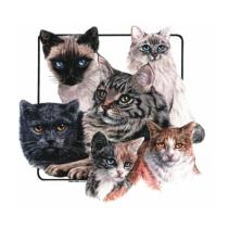 6 Katten bedrukt op een t-hirt