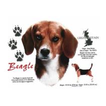 Beagle bedrukt op een T-shirt van 100% katoen. Leverbaar vanaf maat S t/m XXL.