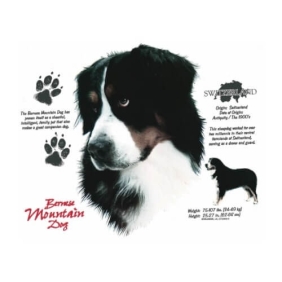 Bernese Mountain dog t-shirt