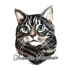 Domestic shorthair t-shirt