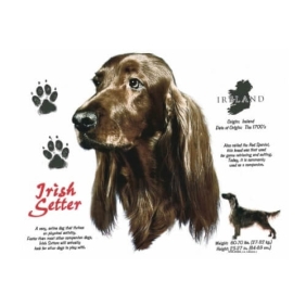 Irish Setter t-shirt