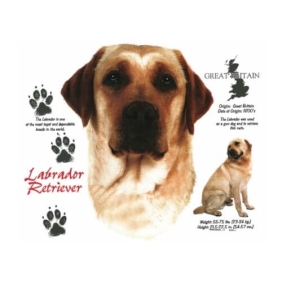 Bruine Labrador Retriever t-shirt