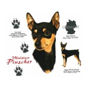 Miniature Pinscher t-shirt