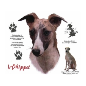 Een Whippet t-shirt