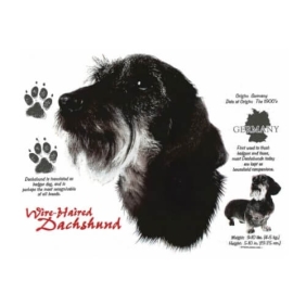 Wire haired Dachshund t-shirt