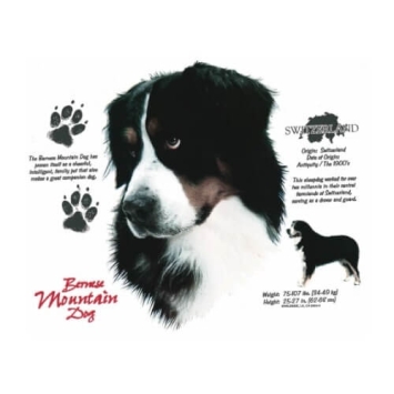 Bernese Mountain dog t-shirt