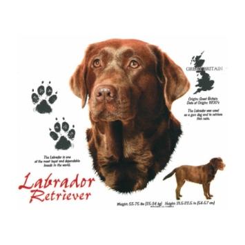 Bruine Labrador Retriever t-shirt.