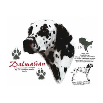 Dalmatian T-shirt