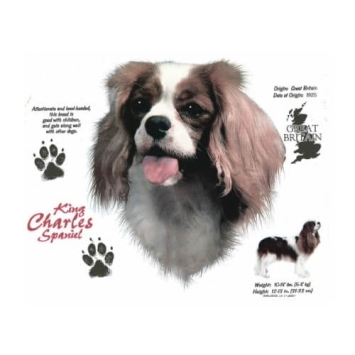 King Charles Spaniel t-shirt