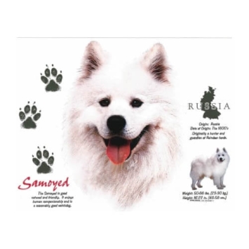 Samoyed T-shirt