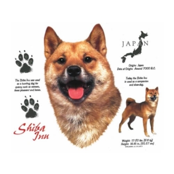 Shiba Inn t-shirt